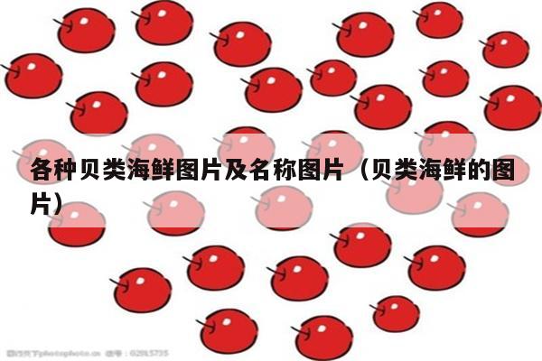 各种贝类海鲜图片及名称图片（贝类海鲜的图片）